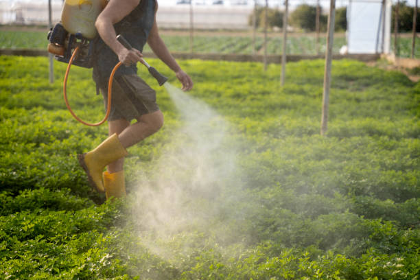 Best Insect Control  in Remerton, GA
