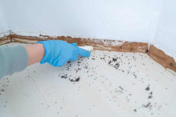 Best Emergency Pest Control  in Remerton, GA
